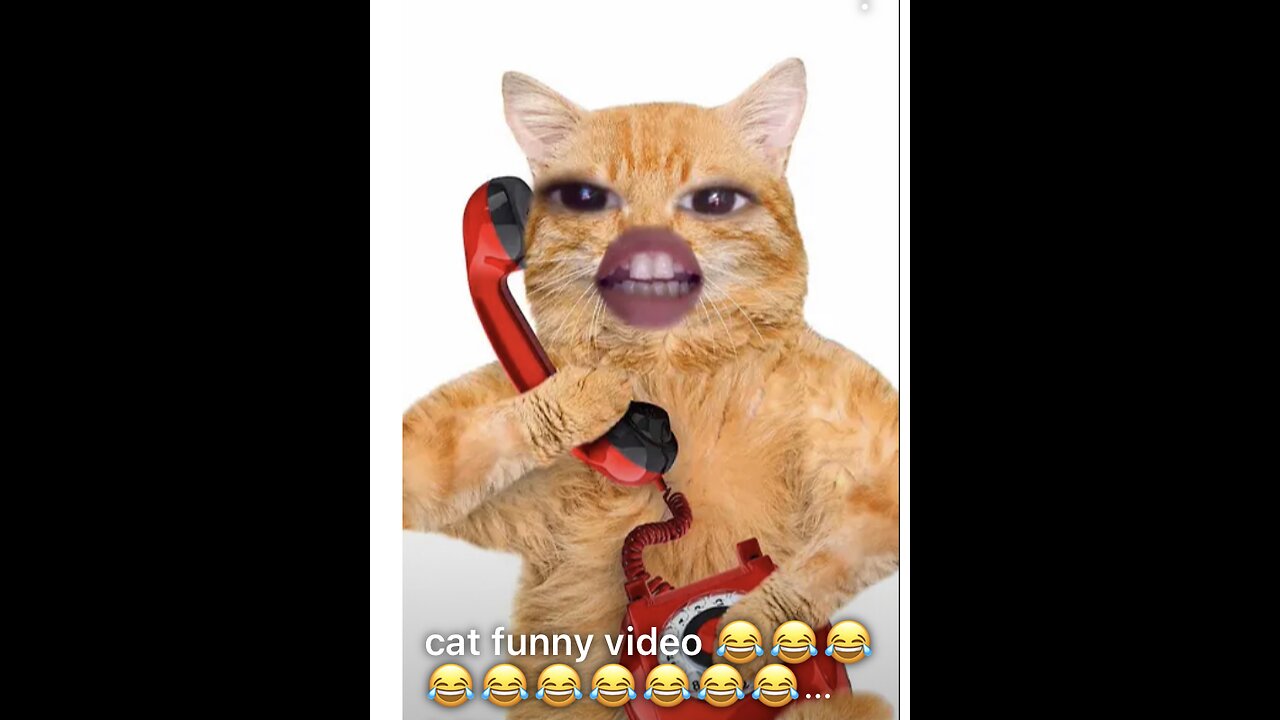 cat funny video