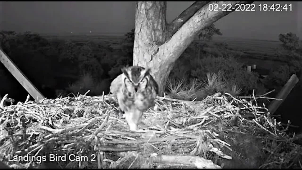 Evening Break-Cam 1 & 2 Views 🦉 2/22/22 18:41