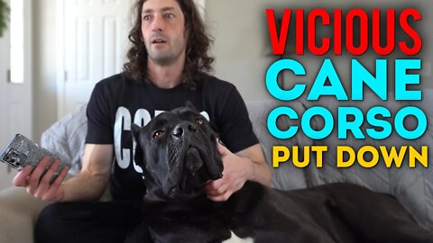 Vicious Cane Corso Put Down