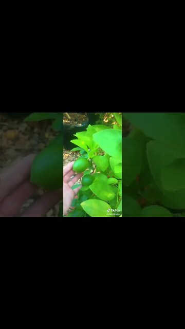 If you love citrus, then you’ll love this potted plant!