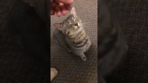 The nicest kitty Nala