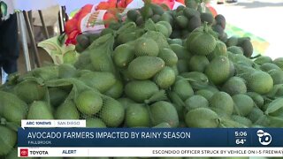 Avocado farmers feeling impact of rainy season