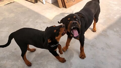 Rottweiler : cuteness overloaded until they bark || Mr.Bolt