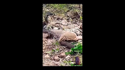 king Cobra vs komodo dragon