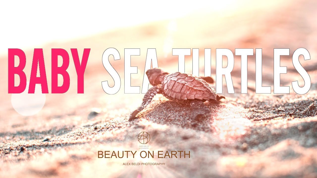 MY FIRST TIME seeing Baby Sea Turtles going to Ocean Video | Alex Beldi