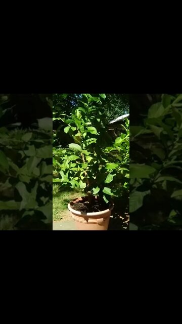 Lovely Lemon 🍋 Tree