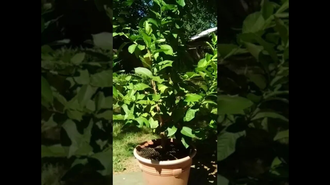 Lovely Lemon 🍋 Tree