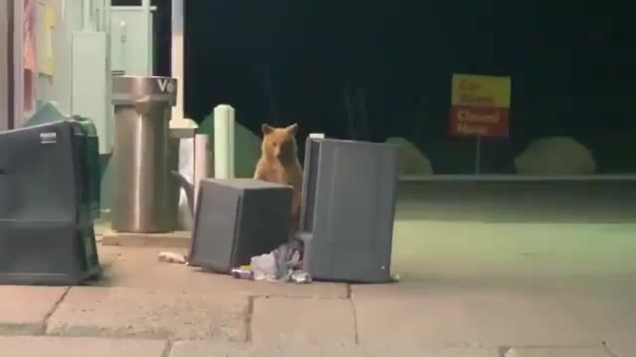 Bear plays peek-a-boo game with Police Deputy