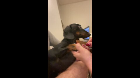 My dog making nails