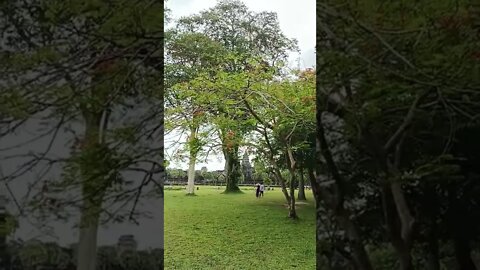 Tour Angkor Wat Cambodia #shorts #siemreap2022 #tourcambodia