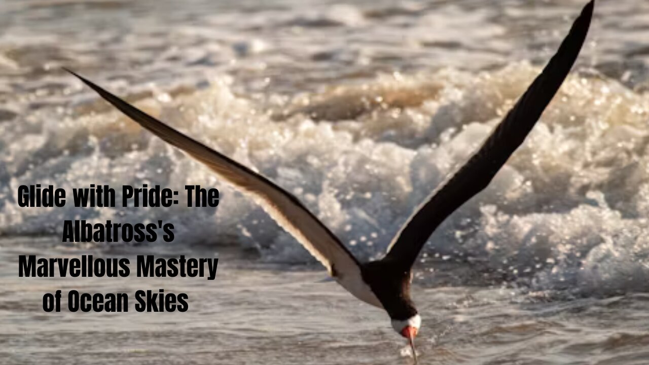 Glide with Pride: The Albatross's Marvellous Mastery of Ocean Skies