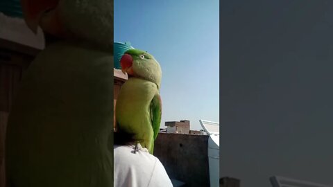 Lovely parrot