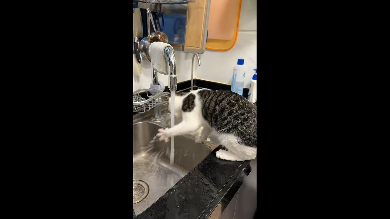 Crazy Cat