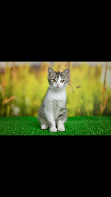 beauty of animals beautyfull cats i love cats