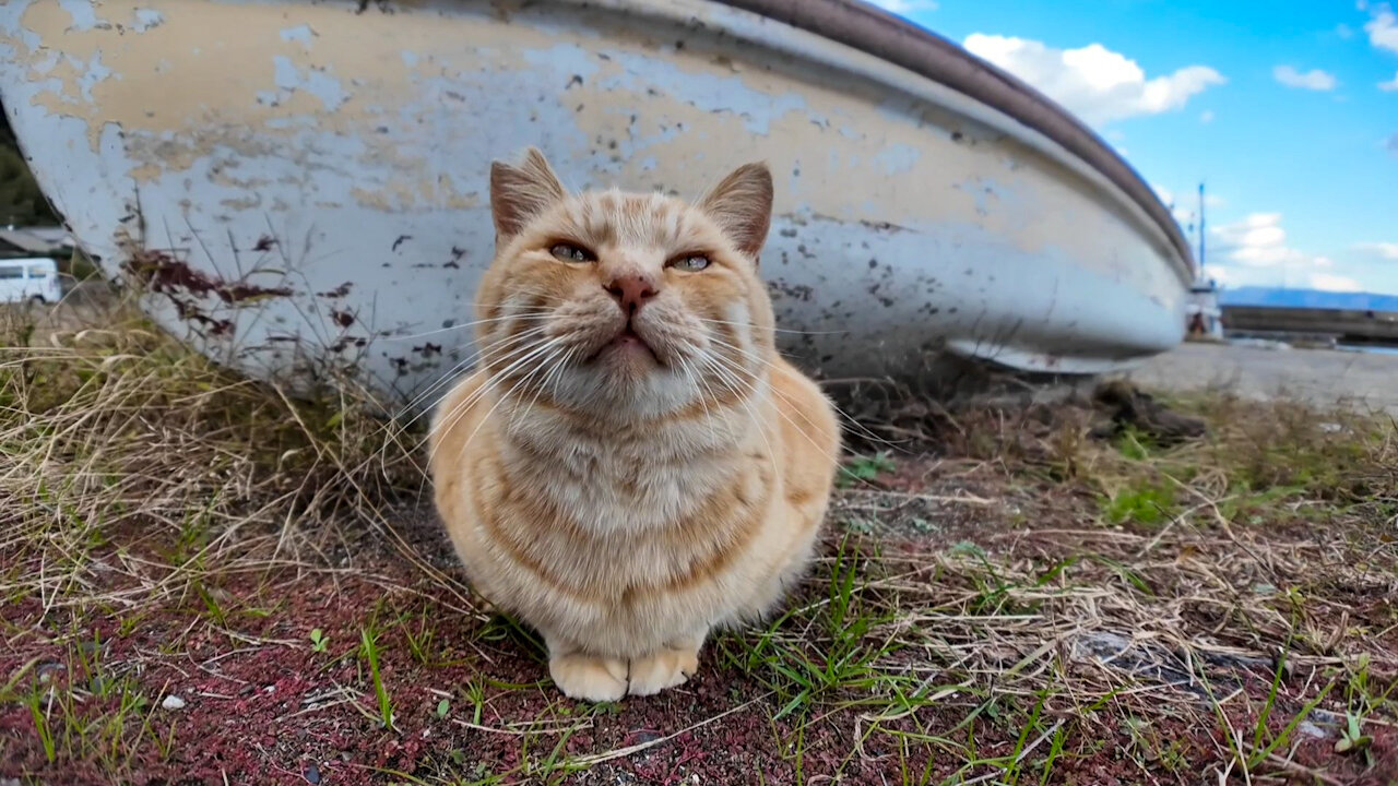 The cat at the fishing port on Cat Island is so cute, it comes up to you and purrs when you pet it.