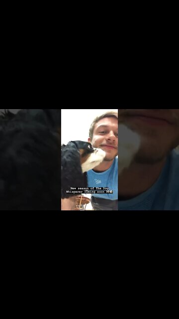 I am the dog whisperer