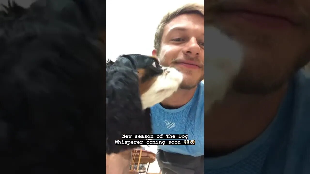 I am the dog whisperer
