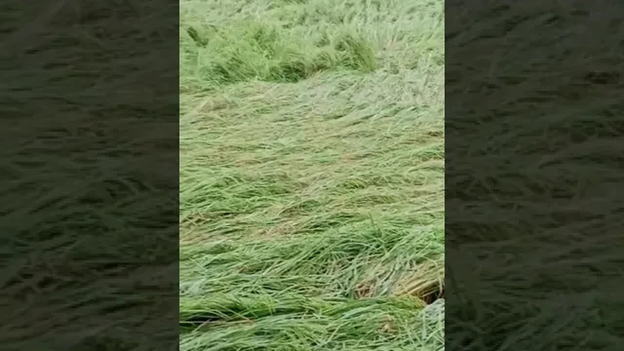 rain Destroy rice crop