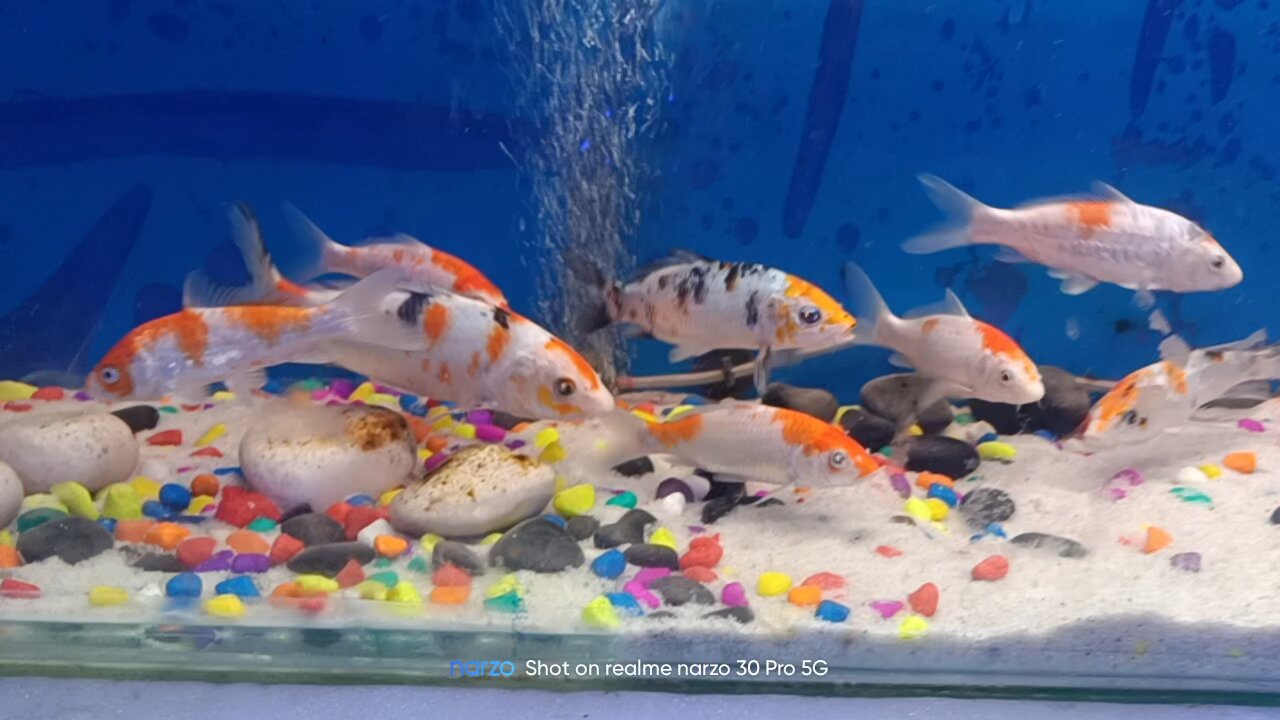 A few moments with colorful fishes