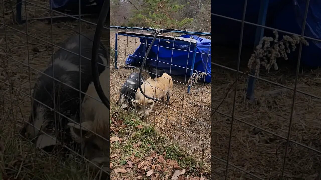 chicken riding our pig #homestead #pigkeeping