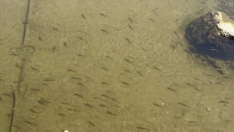 Still feeding minnows at James Gardens Toronto