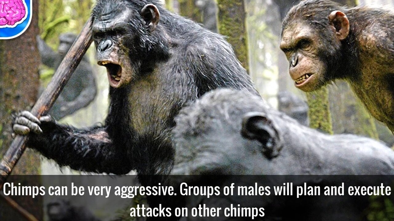 20 Interesting Facts About Chimpanzees