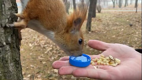 How To Feed Squirrel | How to Feed Pet Animals