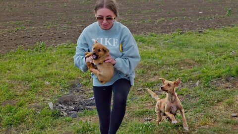 Desperate Sick Mother Dog Helps Us to Save her Puppies before Rainstorm