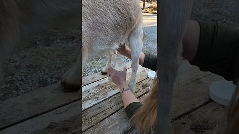 #farmlife #farmliving #dairy #homesteader