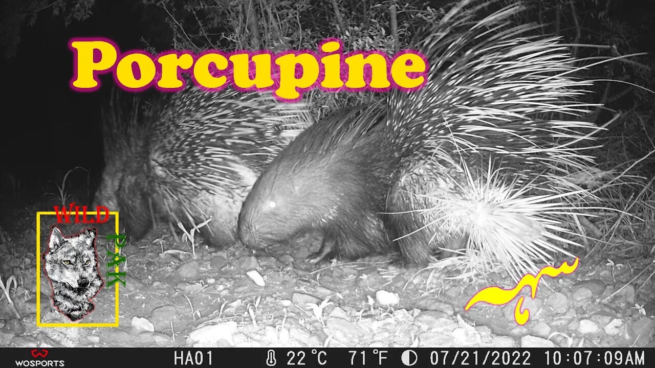 Porcupine Camera Trap 07/21/2022 - A Rare Look at Porcupines in their Natural Habitat