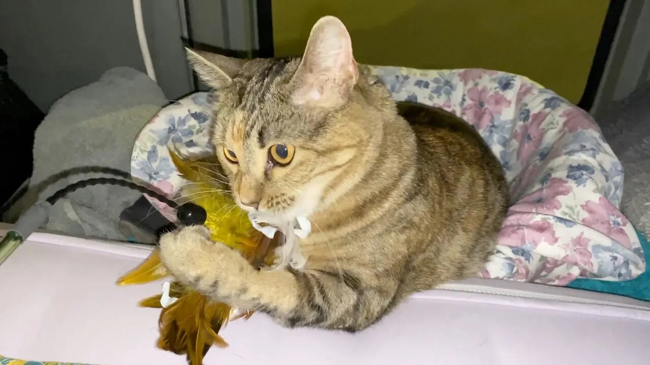 Milo cat killing her bird/feather duster