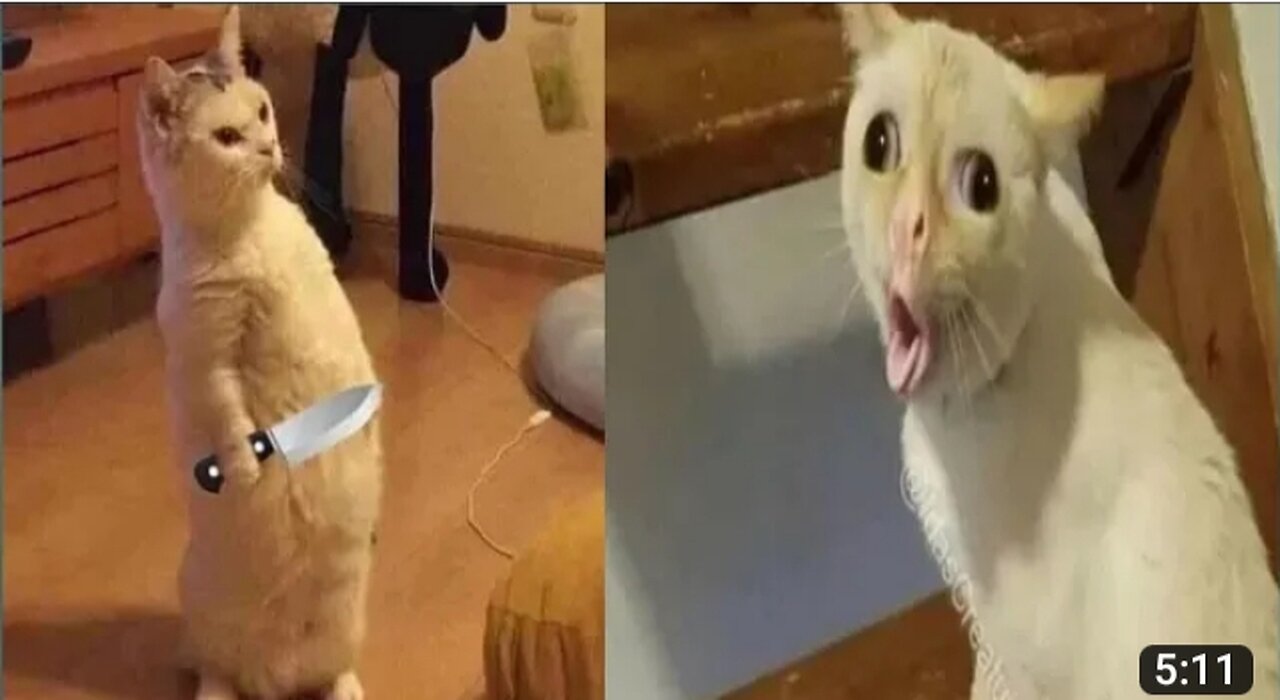 Funniest Animals 2023 π Funniest Cats and Dogs πΊπΆ
