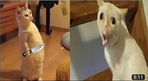 Funniest Animals 2023 😂 Funniest Cats and Dogs 😺🐶