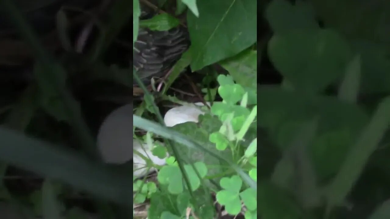 Baby Robins Day 14 Empty Nest #Shorts 🌞