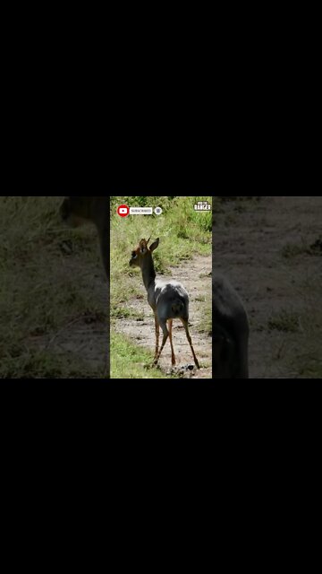 Dik-dik Midden | Saturday #shorts