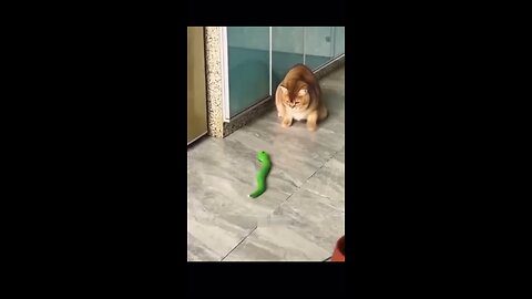 Fear of ToY☠️😵‍💫😂