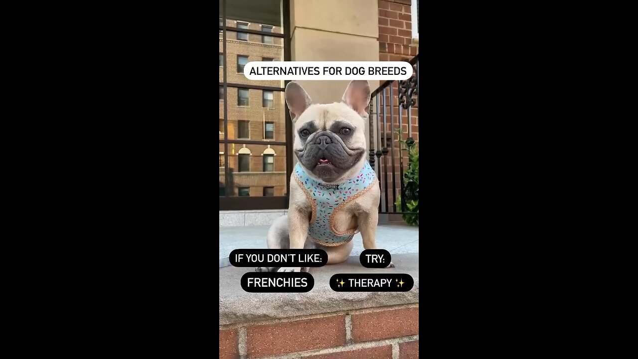 Alternative Dog Breed | Mochi The French Bulldog