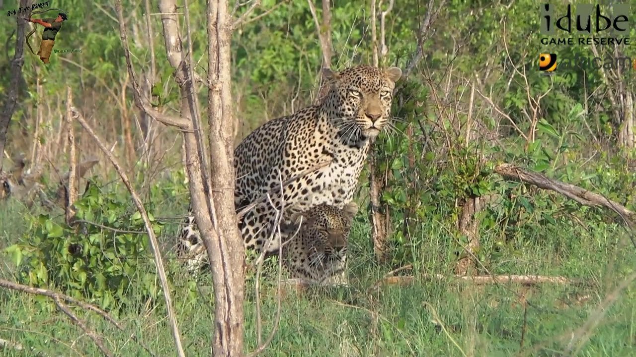 WILDlife: Leopards Mate Quickly