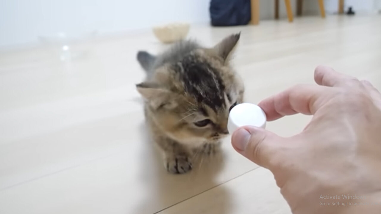 Kitten Vs PET Bottle Cap