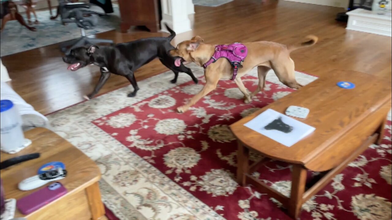 Anxious Dogs Roam The House