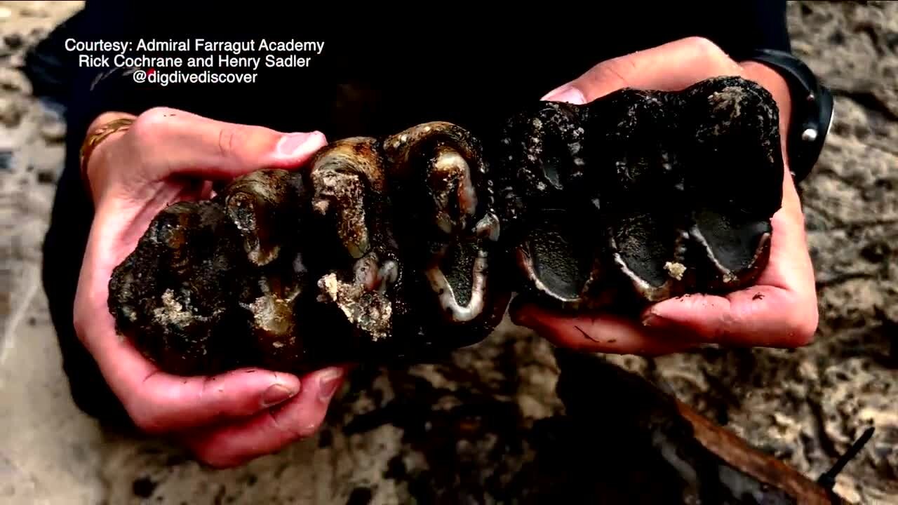 St Pete teachers discover rare ice age fossils