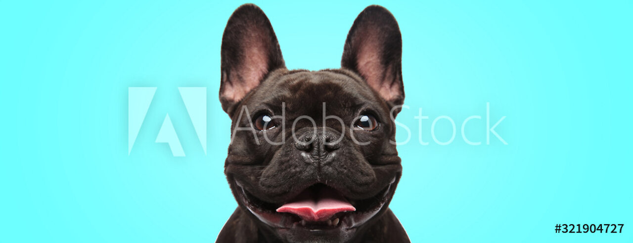 Cute dog puppy sleeping close-up