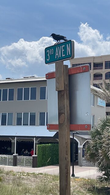 🦅Make a "HARD 👉RIGHT" from Libtard Ave