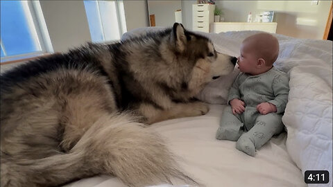 Giant Husky Knocks Baby Boy Over But Says Sorry! (Cutest Ever!!)