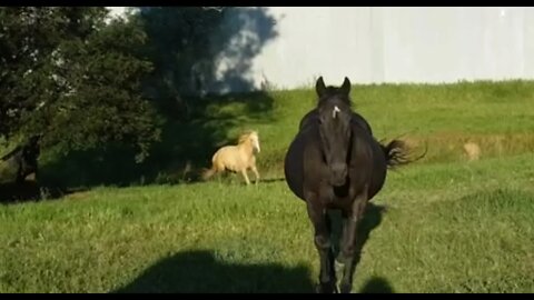 The mares coming to greet me for their dinner, supplements and scratches