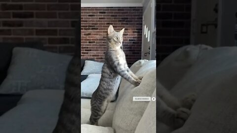 funny cat videos | cute cat videos| cute animals funny cats #shorts #shortsfunny #cutecat #funnycat