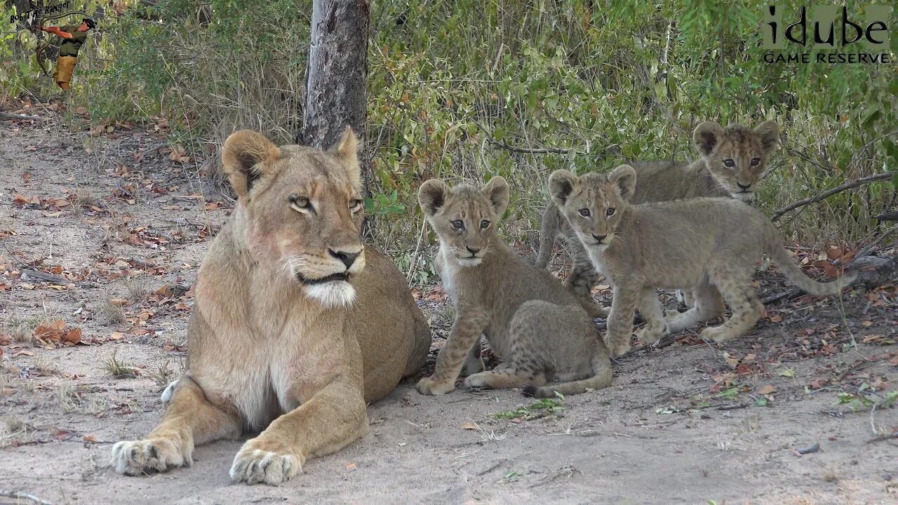 Daughters Of The Mapogo Lions - Rebuilding The Othawa Pride - 83: Playful Cubs