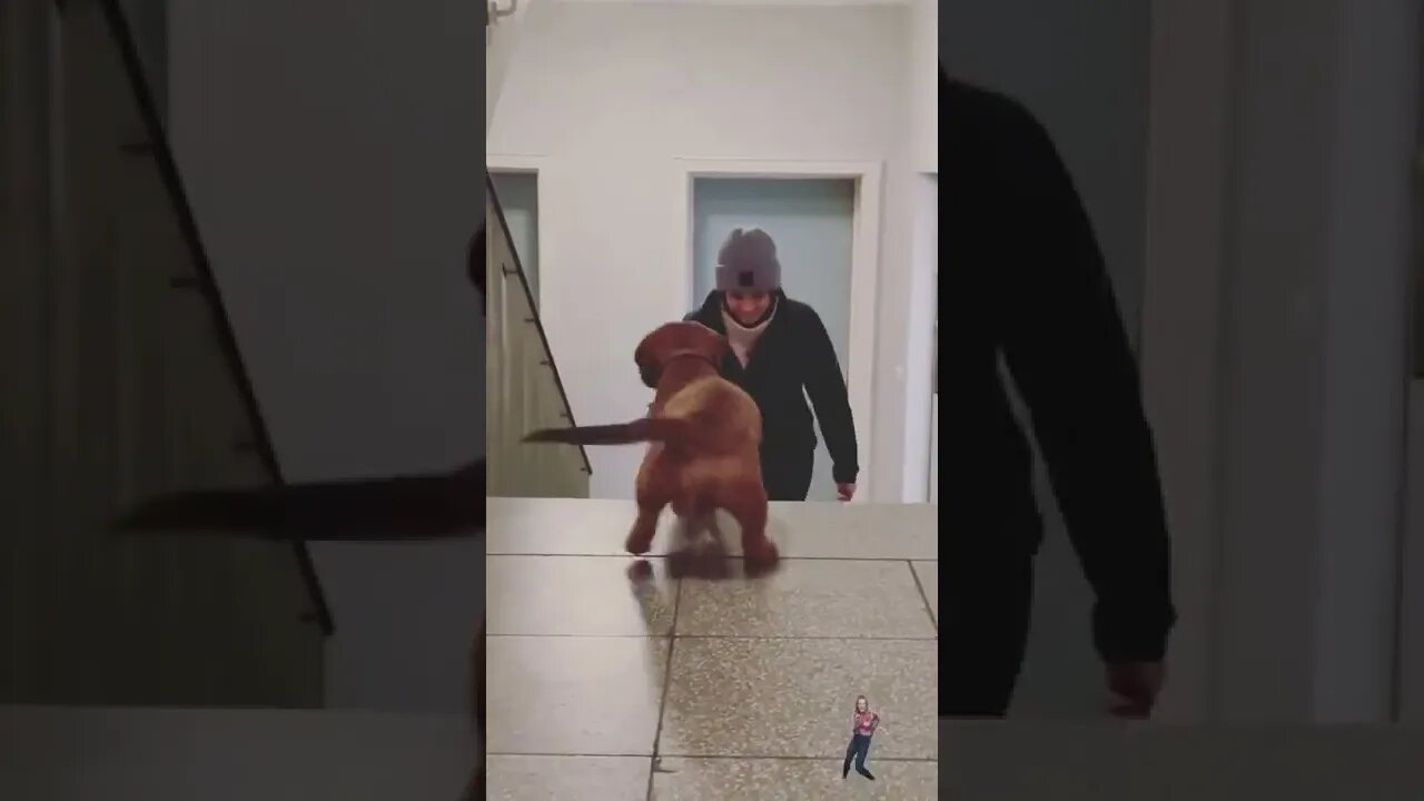 🐕Dog Dancing 🐾🎶Bamboleo🐶Bambolea🎶