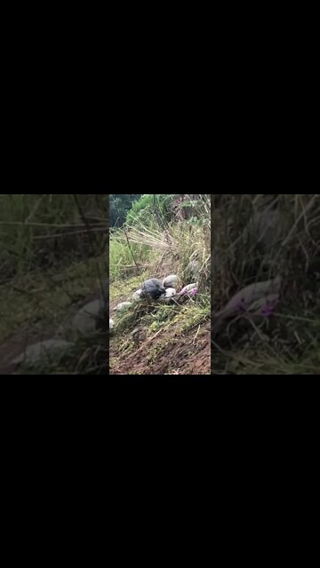 Free ranging Guinea fowl keets