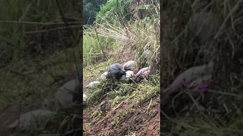 Free ranging Guinea fowl keets